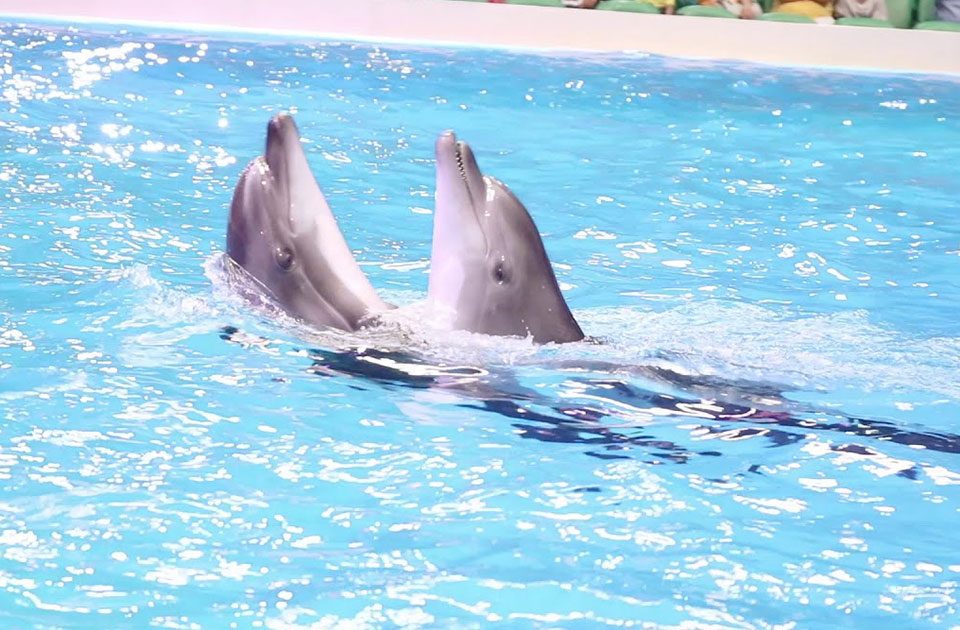 Dubai Dolphinarium